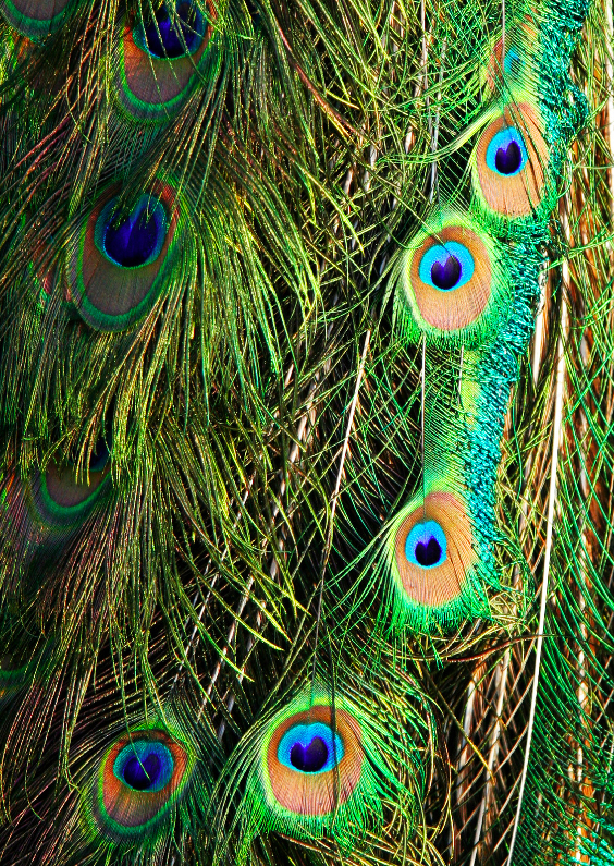 Pauwenveren - Dierenkaarten Dierenkaarten - Pauwenveren