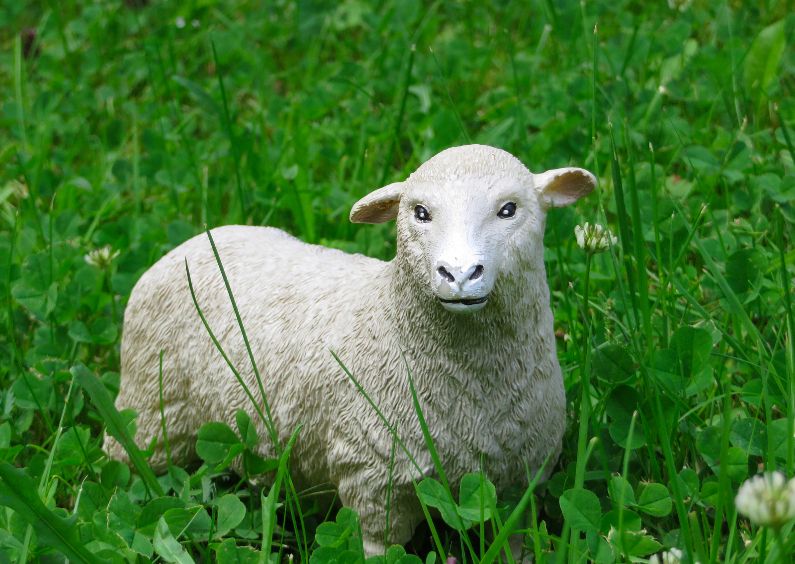 Speelgoed-schaap in het gras - Dierenkaarten Dierenkaarten - Speelgoed-schaap in het gras