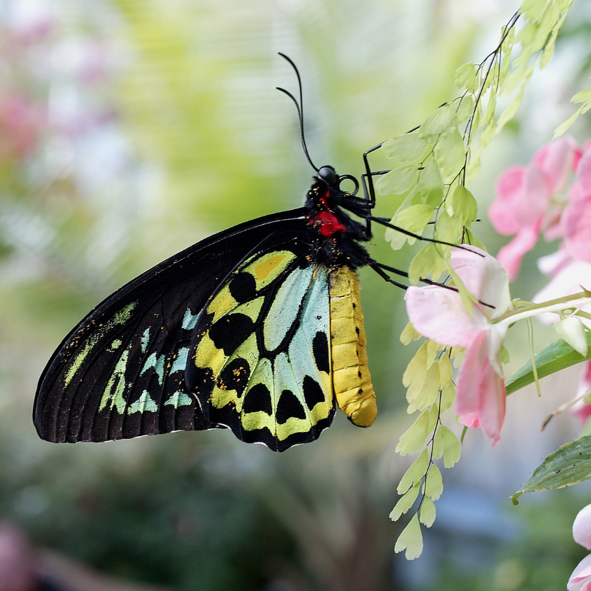 Dierenkaarten - Vlinder geel zwart