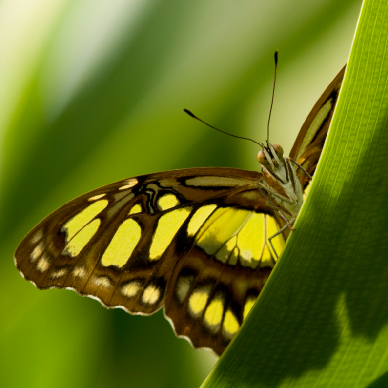 Dierenkaarten - Vlinder kijkt je aan vanachter een blad