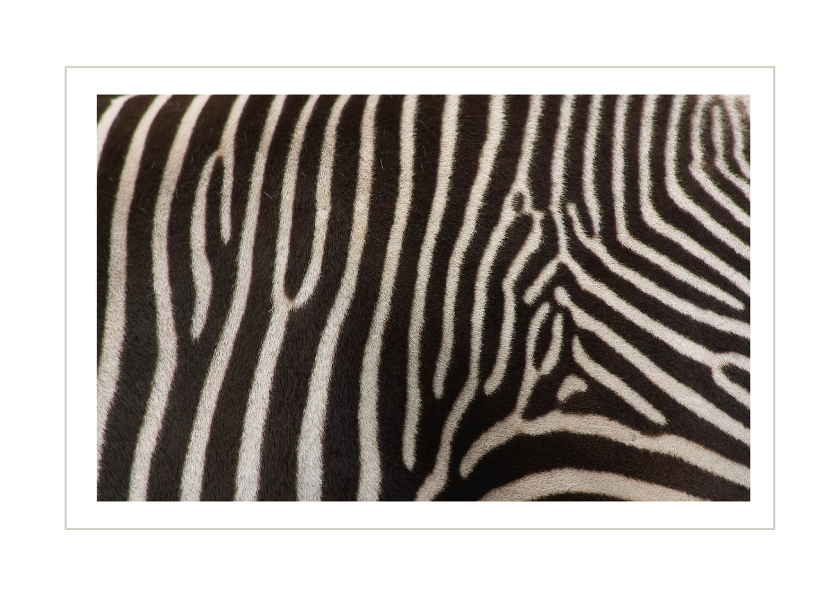 Zebra dierenkaart 2 - Dierenkaarten Dierenkaarten - Zebra dierenkaart 2