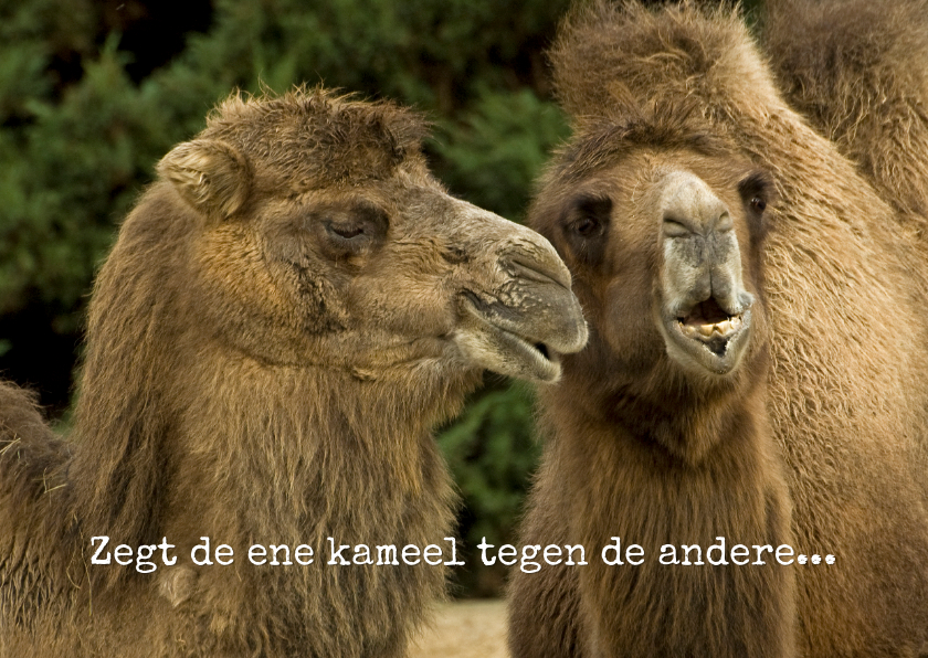 Zegt de ene kameel tegen de andere - Dierenkaarten Dierenkaarten - Zegt de ene kameel tegen de andere