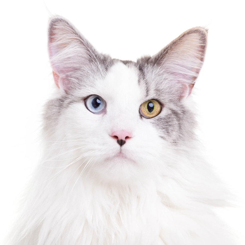 Zomaar een dierenkaart - Kat mooie ogen - Dierenkaarten Dierenkaarten - Zomaar een dierenkaart - Kat mooie ogen