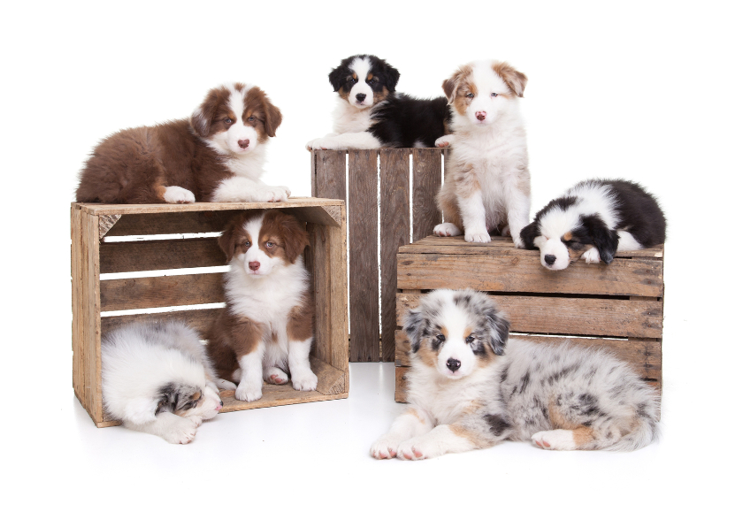 Zomaar een kaartje - Puppies - Dierenkaarten Dierenkaarten - Zomaar een kaartje - Puppies