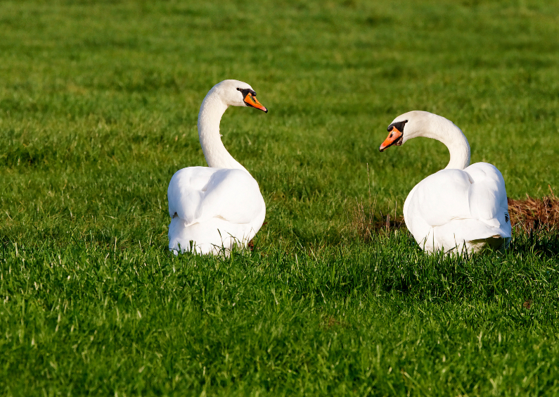Dierenkaarten - Zwanen - Swans - OTTI