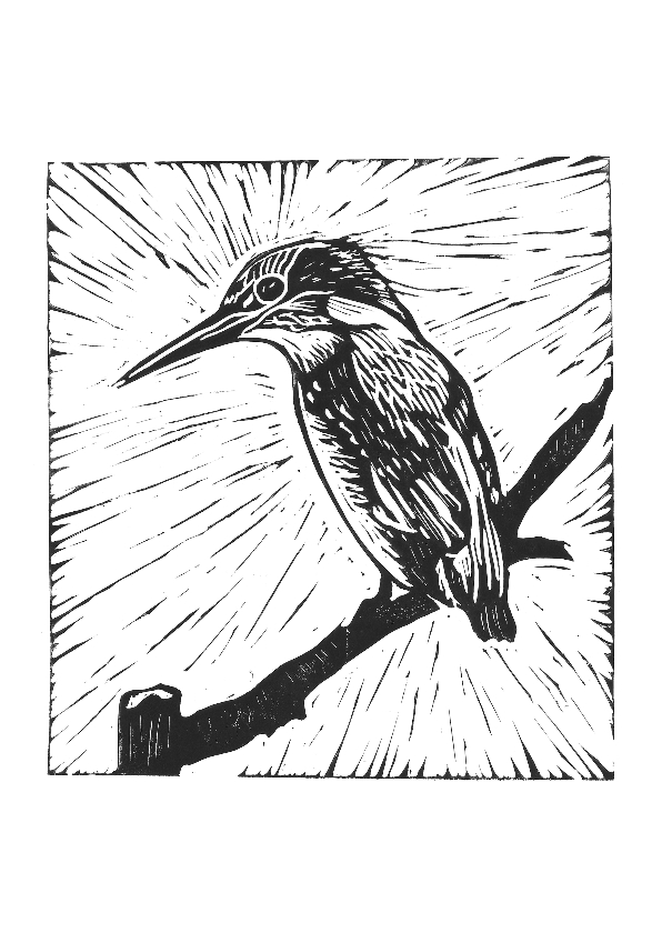 Dierenkaarten - Zwart-wit wenskaart ijsvogel
