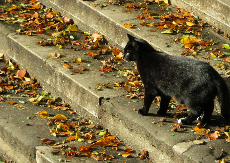 Zwarte kat met herfstbladeren - Dierenkaarten Dierenkaarten - Zwarte kat met herfstbladeren