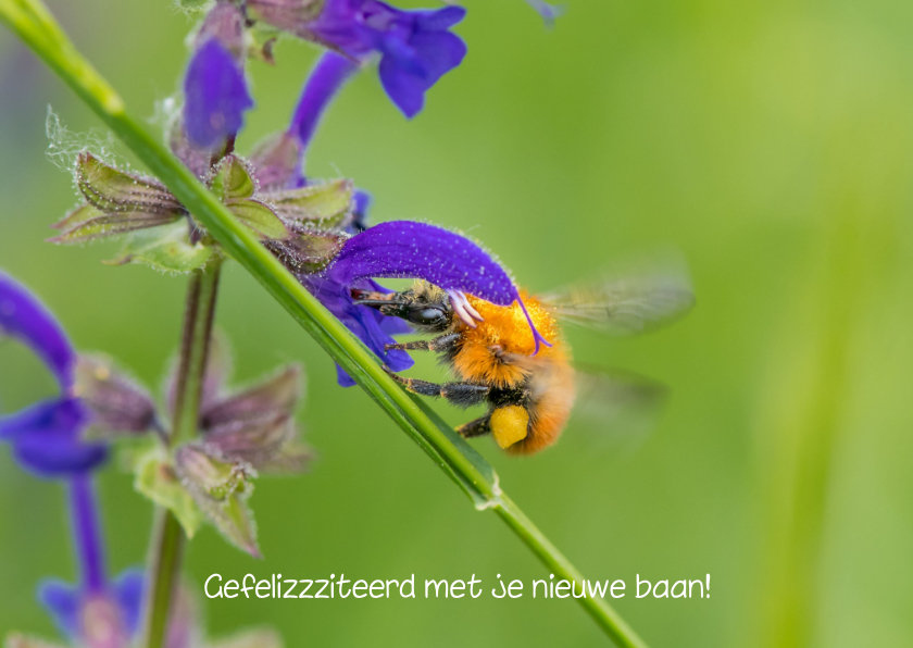 Felicitatiekaarten - Dierenkaart met oranje hommel op paarse bloemen