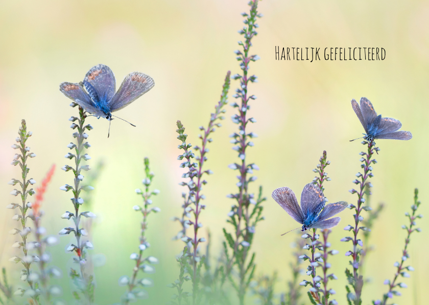 Felicitatiekaarten - Felicitatie vlinders op de hei