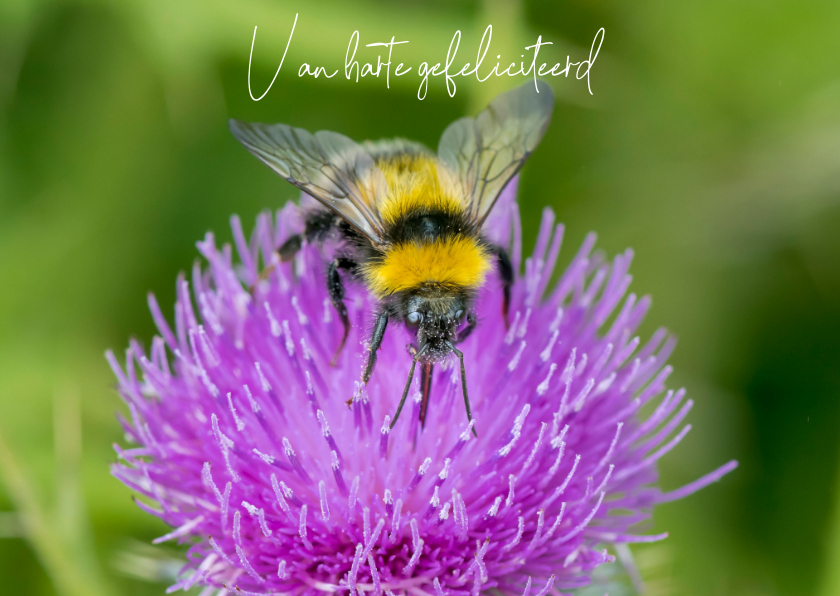 Felicitatiekaarten - Felicitatiekaart met een vrolijke paarse bloem en een bij