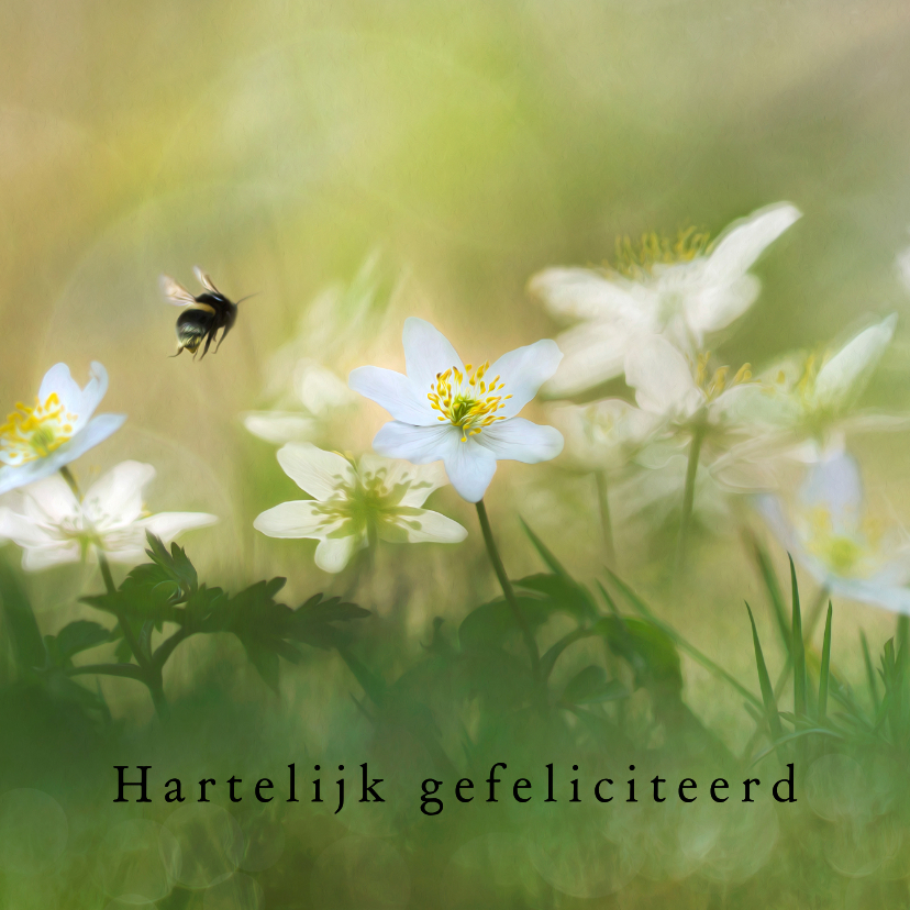 Felicitatiekaarten - Felicitatiekaart met witte bosanemonen