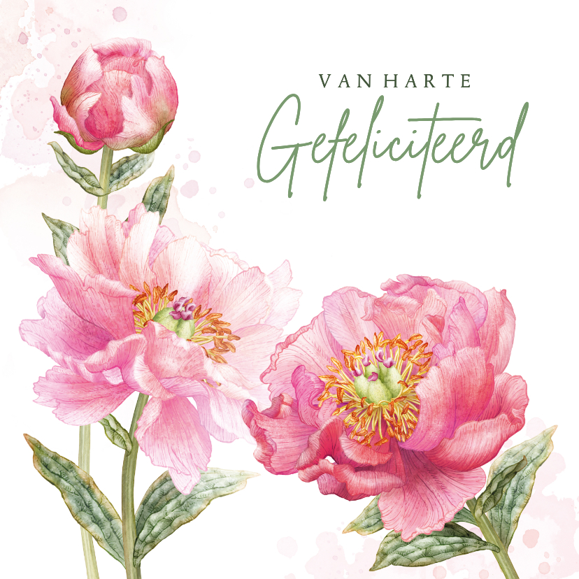 Felicitatiekaart roze pioenrozen - Felicitatiekaarten Felicitatiekaarten - Felicitatiekaart roze pioenrozen