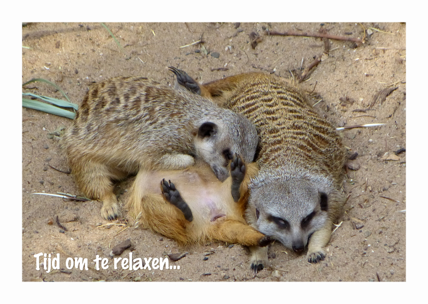 Felicitatiekaart Stokstaartjes relaxen - Felicitatiekaarten Felicitatiekaarten - Felicitatiekaart Stokstaartjes relaxen