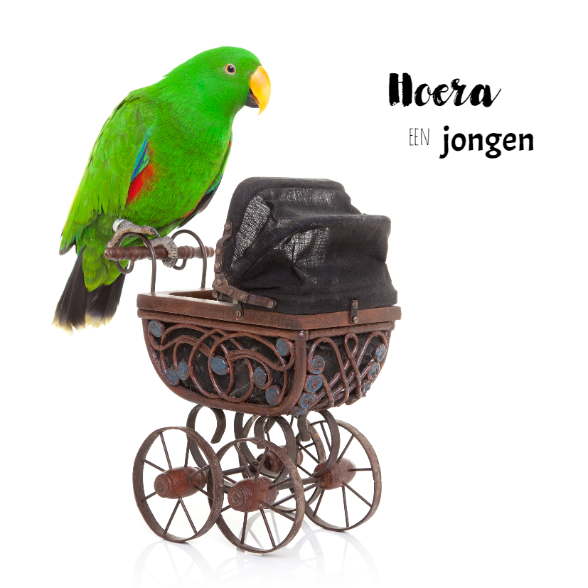 Felicitatiekaarten - Geboortekaart | Hoera een jongen | Papegaai kinderwagen