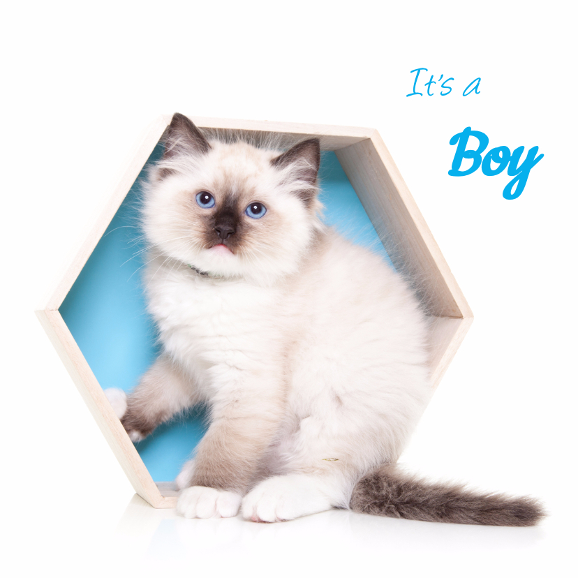 Felicitatiekaarten - Geboortekaart - Kitten It's a boy