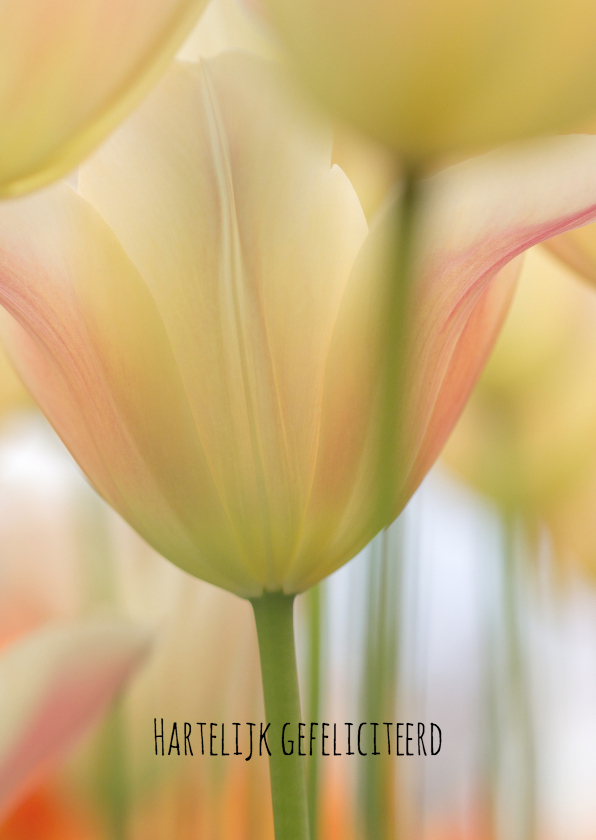 Stijlvolle tulpen - Felicitatiekaarten Felicitatiekaarten - Stijlvolle tulpen