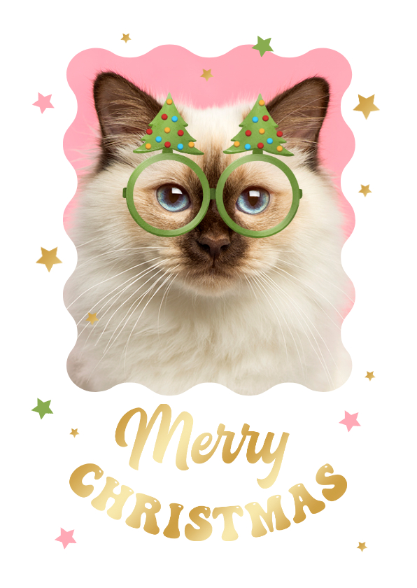 Fotokaart humor kat kerstbomen bril sterren - Fotokaarten Fotokaarten - Fotokaart humor kat kerstbomen bril sterren