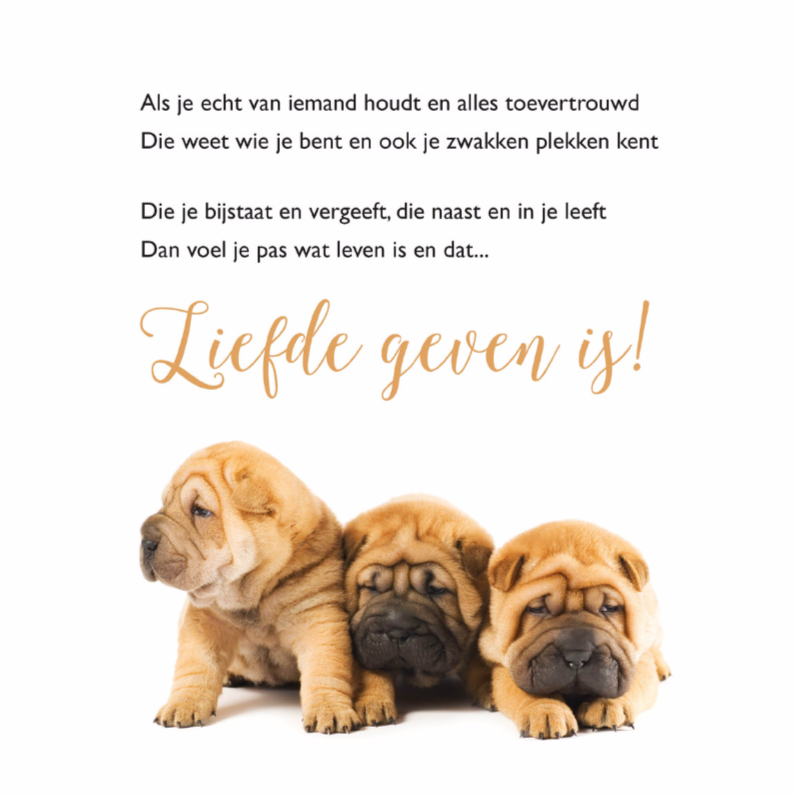 Gedichtenkaart met 3 lieve hondjes - Gedichtenkaarten Gedichtenkaarten - Gedichtenkaart met 3 lieve hondjes