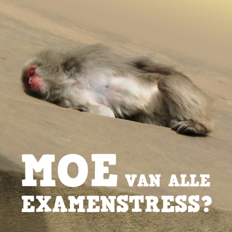 Geslaagd kaarten - Geslaagd aap - uitrusten na examenstress