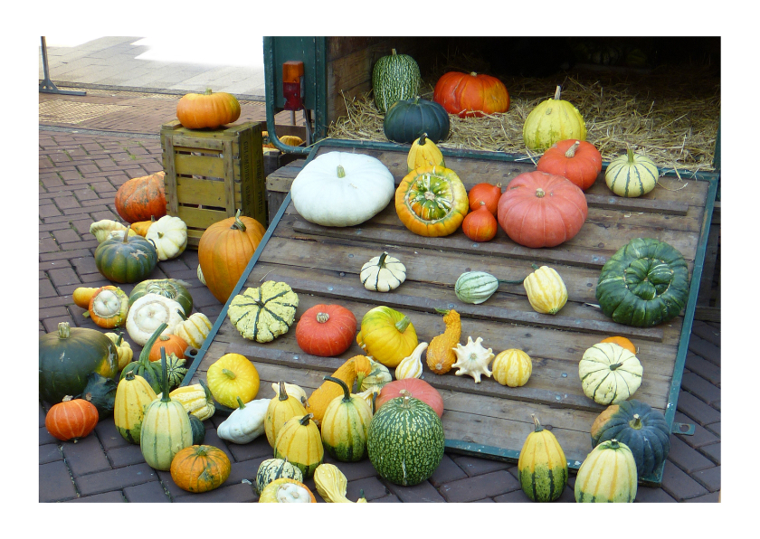 Ansicht Pompoenen Kalebassen - Halloween kaarten Halloween kaarten - Ansicht Pompoenen Kalebassen