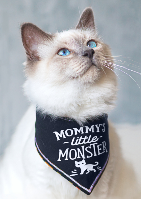 Halloweenkaart met een kat - Halloween kaarten Halloween kaarten - Halloweenkaart met een kat