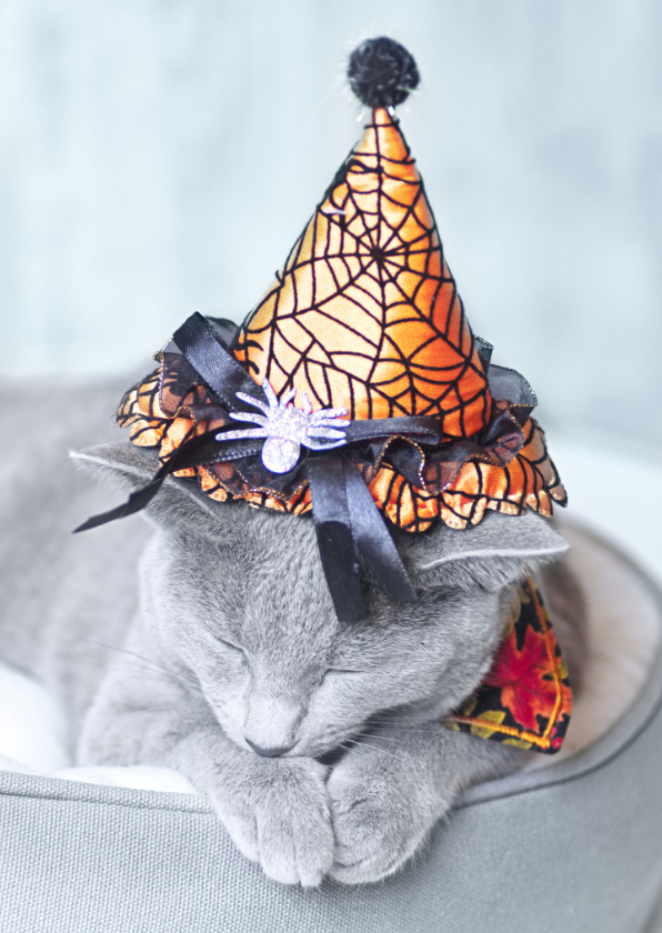 Happy Halloween - kat met een heksenhoedje - Halloween kaarten Halloween kaarten - Happy Halloween - kat met een heksenhoedje