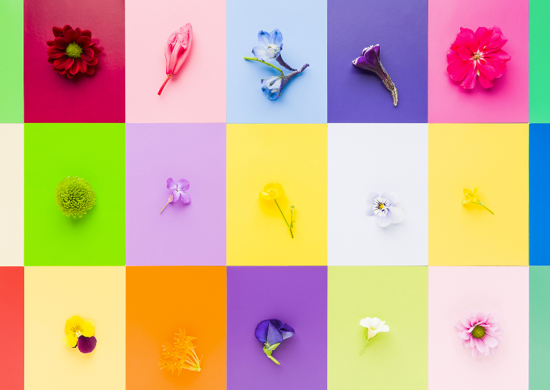 Bloemen in veel vrolijke kleuren - Felicitatiekaarten - Kaartje2go