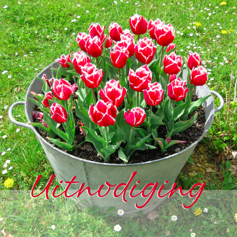 Uitnodigingskaart met rode tulpen Uitnodigingen Kaartje2go Uitnodigingskaart met rode tulpen Uitnodigingen Kaartje2go