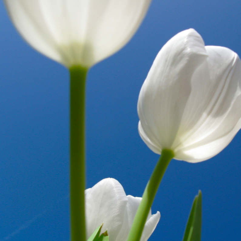 witte-tulpen.jpg