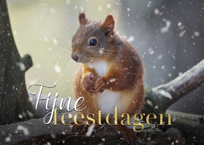 Fotokaart kerst eekhoorntje met sneeuw - Kerstkaarten Kerstkaarten - Fotokaart kerst eekhoorntje met sneeuw