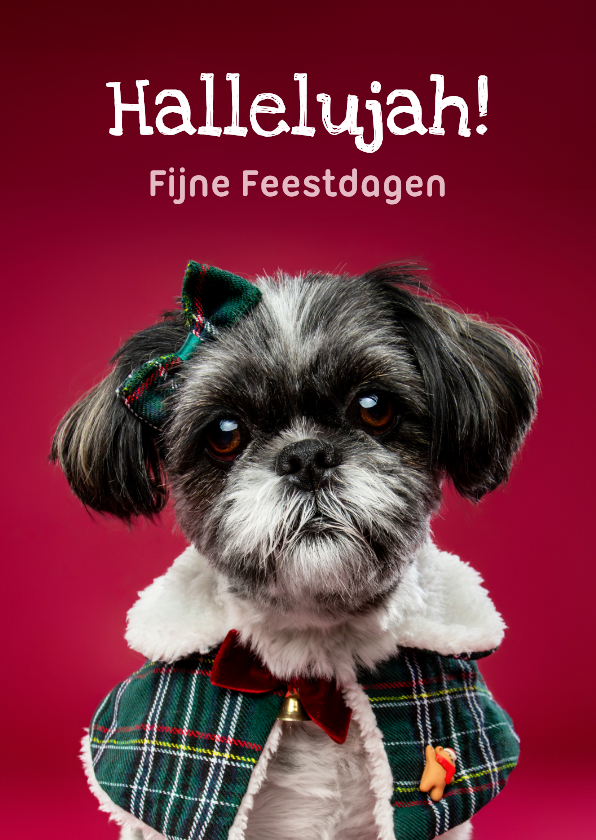 Kerstkaarten - Grappige kerstkaart van boomer hondje met kerstkleding