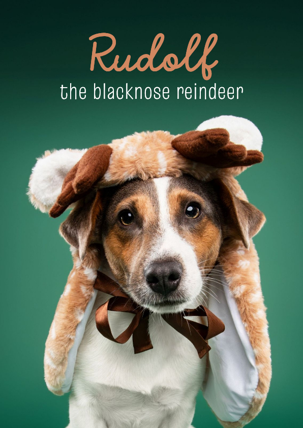 Grappige kerstkaart van jack russel met rendierpakje - Kerstkaarten Kerstkaarten - Grappige kerstkaart van jack russel met rendierpakje