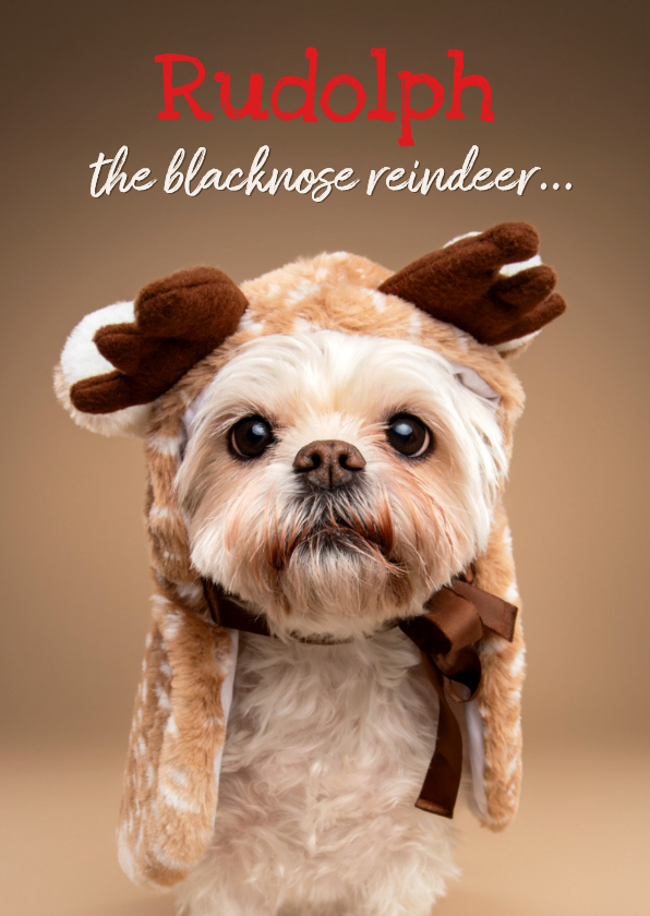 Kerstkaarten - Grappige kerstkaart van wit boomer hondje met rendier pakje
