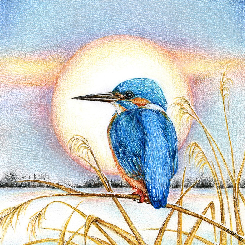 IJsvogel in een winterlandschap - Kerstkaarten Kerstkaarten - IJsvogel in een winterlandschap