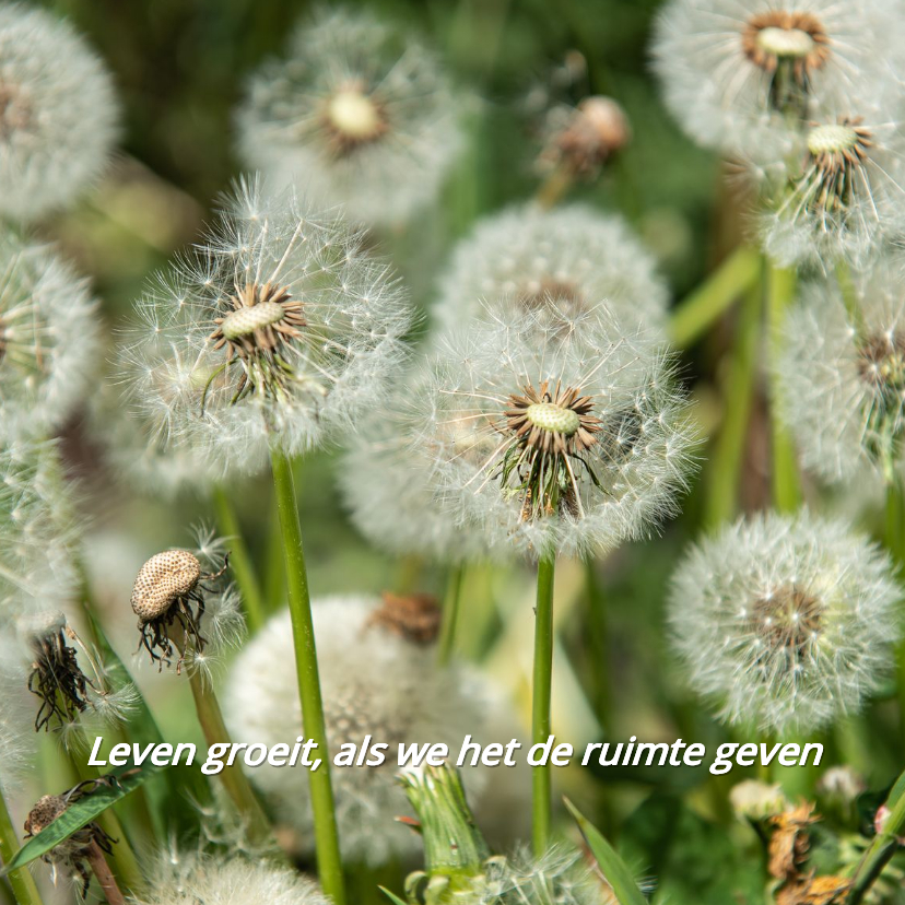 Kerst- en nieuwjaarskaart Land van Ons - Kerstkaarten Kerstkaarten - Kerst- en nieuwjaarskaart Land van Ons