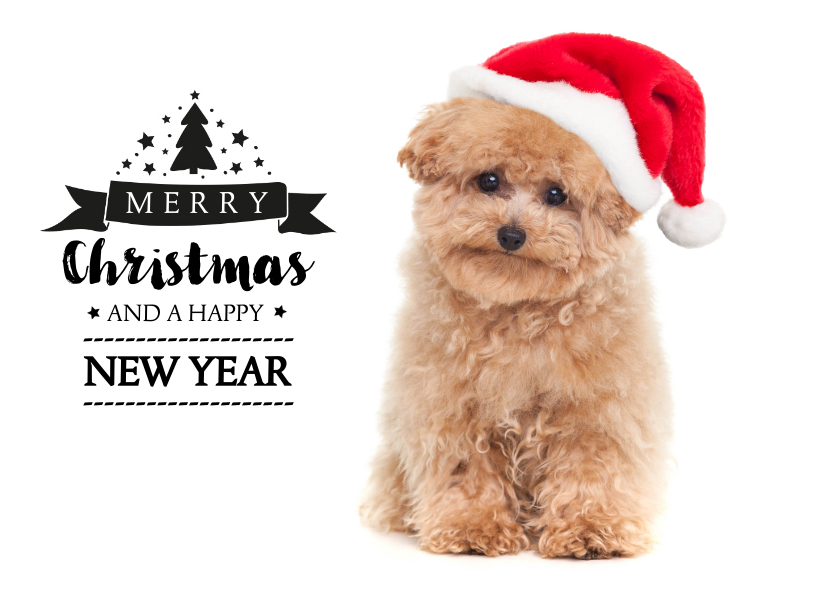 Kerstkaarten - Kerstkaart hond Toy Poodle met kerstmuts