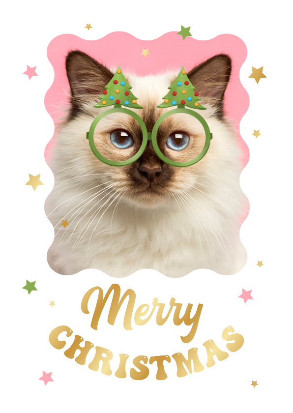 Kerstkaarten - Kerstkaart humor foto kerstbomen bril sterren kat