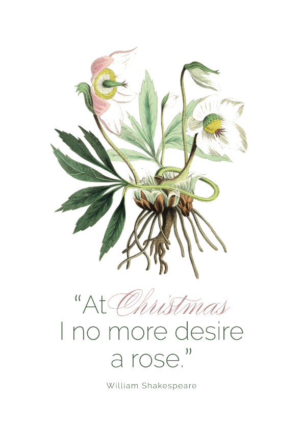 Kerstkaart kerstroos botanisch - Kerstkaarten Kerstkaarten - Kerstkaart kerstroos botanisch