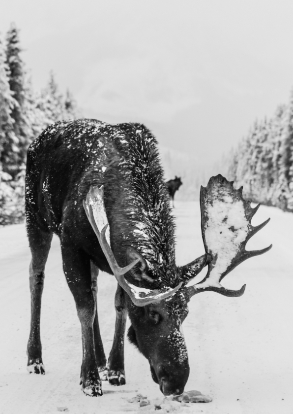 Kerstkaart met eland in de sneeuw - Kerstkaarten Kerstkaarten - Kerstkaart met eland in de sneeuw