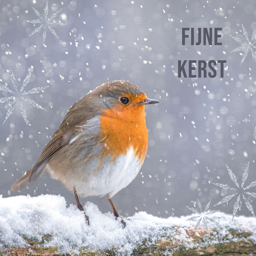 Kerstkaart met foto roodborst in de sneeuw - Kerstkaarten Kerstkaarten - Kerstkaart met foto roodborst in de sneeuw