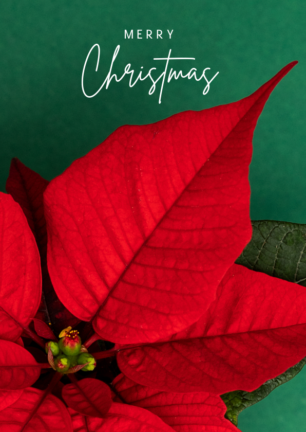 Kerstkaart met rode kerstster - Kerstkaarten Kerstkaarten - Kerstkaart met rode kerstster