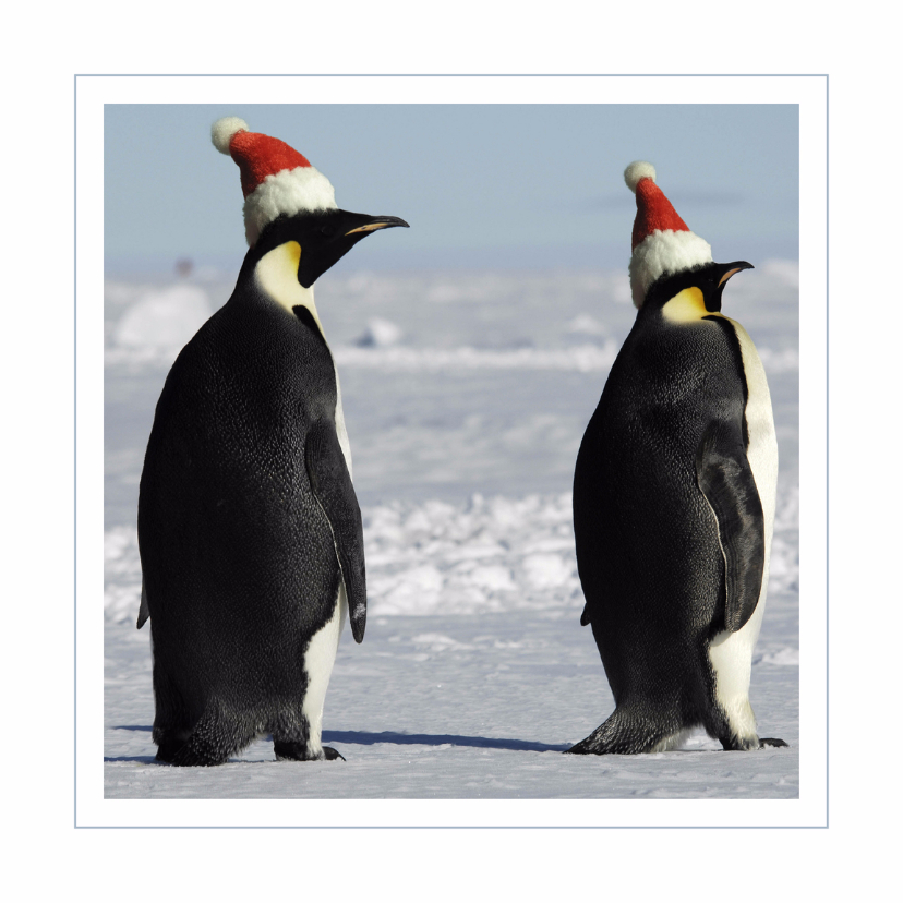 Kerstkaart Pinguins met kerstmutsjes - Kerstkaarten Kerstkaarten - Kerstkaart Pinguins met kerstmutsjes