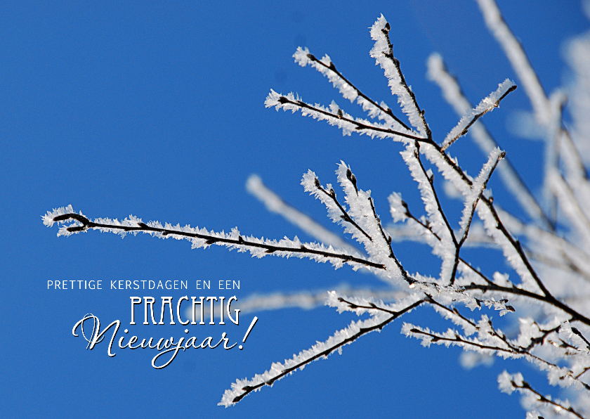 Kerstkaart Prachtig Nieuwjaar rijp op takken - Kerstkaarten Kerstkaarten - Kerstkaart Prachtig Nieuwjaar rijp op takken