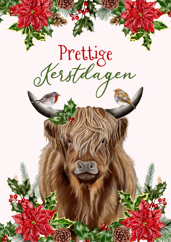 Kerstkaart schotse hooglander met roodborstjes - Kerstkaarten Kerstkaarten - Kerstkaart schotse hooglander met roodborstjes