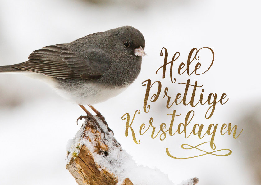 Kerstkaart vogel sneeuw goud - Kerstkaarten Kerstkaarten - Kerstkaart vogel sneeuw goud