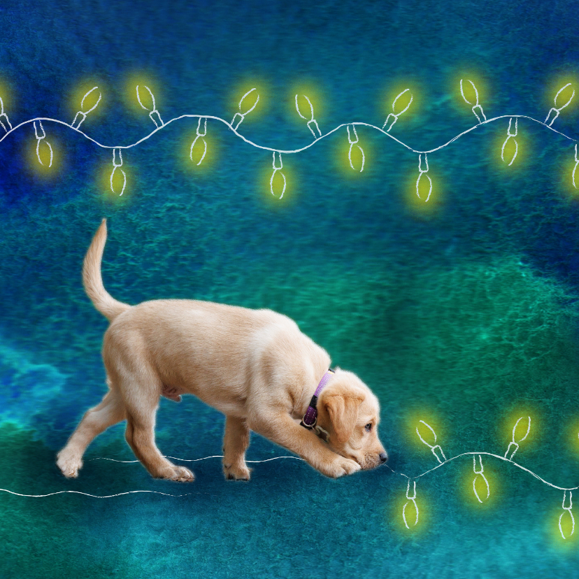 KNGF bedankkaart puppy en lichtjes - Kerstkaarten Kerstkaarten - KNGF bedankkaart puppy en lichtjes