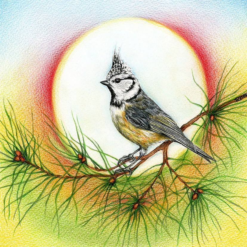 Kuifmeesje in een dennenboom - Kerstkaarten Kerstkaarten - Kuifmeesje in een dennenboom