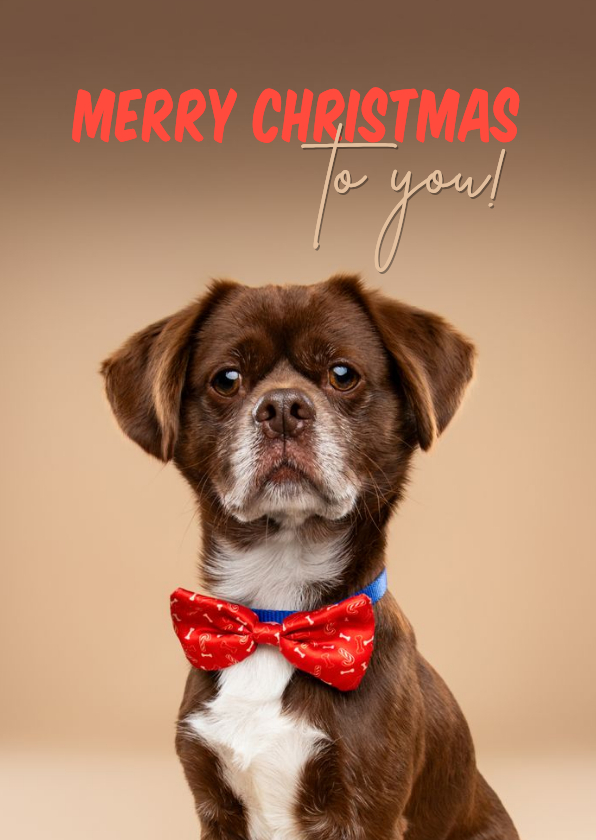 Kerstkaarten - Leuke kerstkaart van hondje met kerststrik