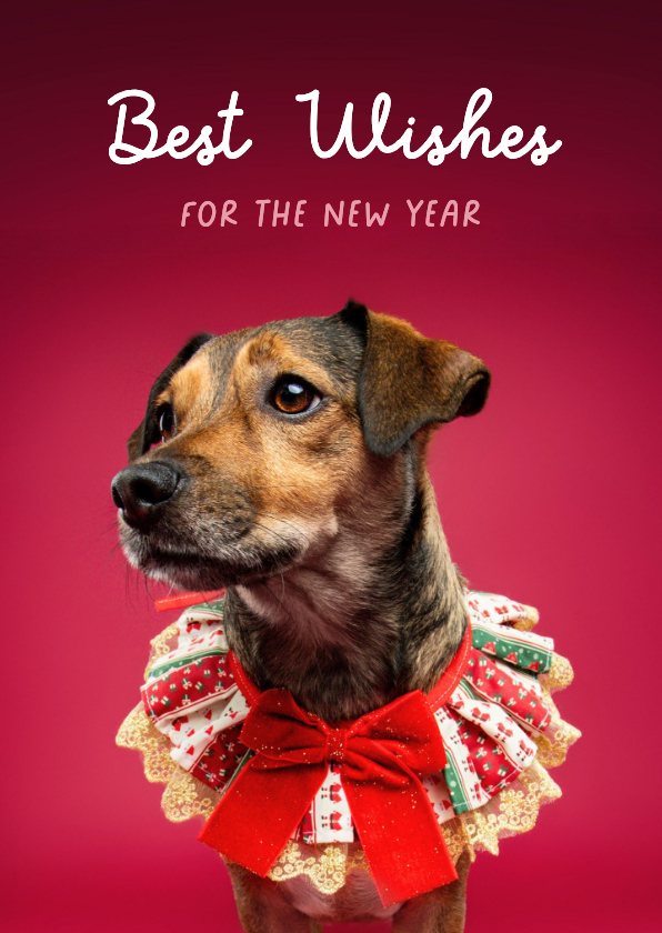 Lieve kerstkaart van hondje met kerstkraagje aan - Kerstkaarten Kerstkaarten - Lieve kerstkaart van hondje met kerstkraagje aan