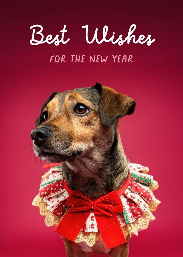 Lieve kerstkaart van hondje met kerstkraagje aan - Kerstkaarten Kerstkaarten - Lieve kerstkaart van hondje met kerstkraagje aan
